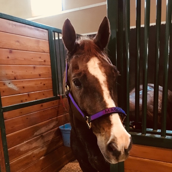 Meet your Posher, Chelses - Picture 1 of 1